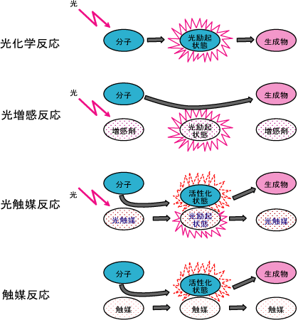 光によって起こる反応