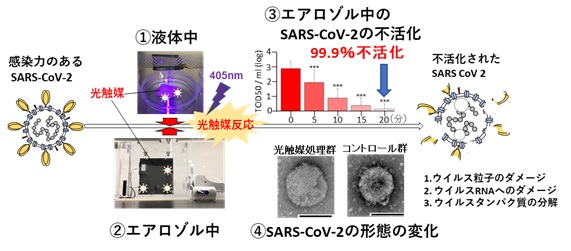 新型コロナウイルス（SARS-CoV-2）を99.99不活                       化する光触媒膜ボールを開発